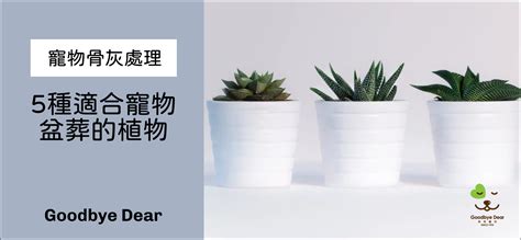 寵物埋葬盆栽|樹葬、盆葬，選擇7個適合的植物